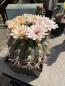 Preview: Gymnocalycium saglionis